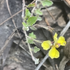 Goodenia hederacea (Ivy Goodenia) at Lower Boro, NSW - 2 Feb 2023 by JaneR