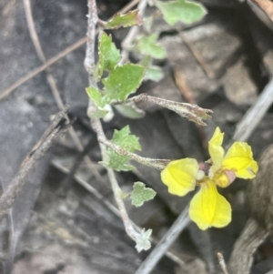 Goodenia hederacea at Lower Boro, NSW - 2 Feb 2023