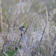 Malurus cyaneus (Superb Fairywren) at Molonglo Valley, ACT - 5 Feb 2023 by JimL
