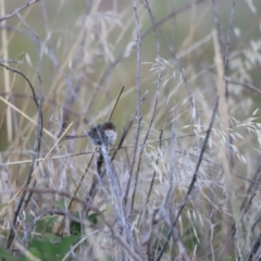 Malurus cyaneus (Superb Fairywren) at Molonglo Valley, ACT - 4 Feb 2023 by JimL