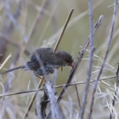 Malurus cyaneus at Molonglo Valley, ACT - 5 Feb 2023