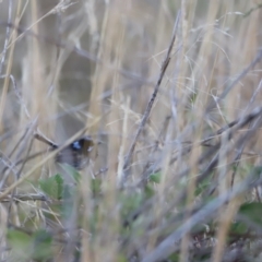 Malurus cyaneus at Molonglo Valley, ACT - 5 Feb 2023