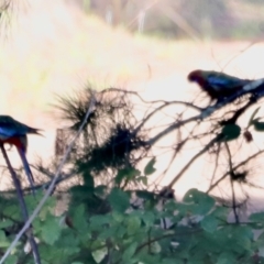 Platycercus elegans (Crimson Rosella) at Molonglo Valley, ACT - 5 Feb 2023 by JimL