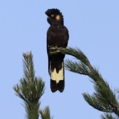 Zanda funerea at Molonglo Valley, ACT - 5 Feb 2023