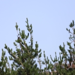 Zanda funerea at Molonglo Valley, ACT - 5 Feb 2023