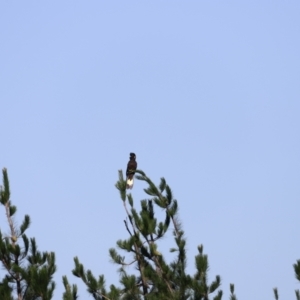 Zanda funerea at Molonglo Valley, ACT - 5 Feb 2023