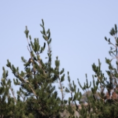 Zanda funerea at Molonglo Valley, ACT - 5 Feb 2023