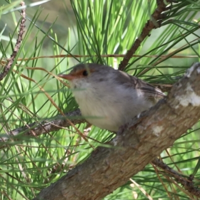 Malurus cyaneus (Superb Fairywren) at Molonglo Valley, ACT - 5 Feb 2023 by JimL