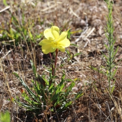 Oenothera stricta subsp. stricta (Common Evening Primrose) at Molonglo River Reserve - 4 Feb 2023 by JimL