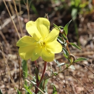 Oenothera stricta subsp. stricta at Molonglo Valley, ACT - 5 Feb 2023