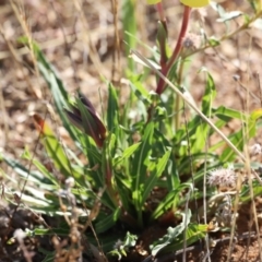 Oenothera stricta subsp. stricta at Molonglo Valley, ACT - 5 Feb 2023