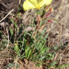 Oenothera stricta subsp. stricta at Molonglo Valley, ACT - 5 Feb 2023 08:57 AM