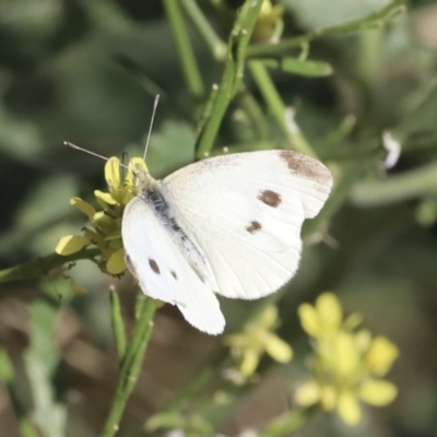 Pieris rapae (Cabbage White) at Molonglo Valley, ACT - 4 Feb 2023 by JimL
