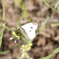 Pieris rapae at Molonglo Valley, ACT - 5 Feb 2023