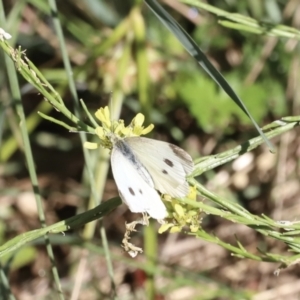 Pieris rapae at Molonglo Valley, ACT - 5 Feb 2023