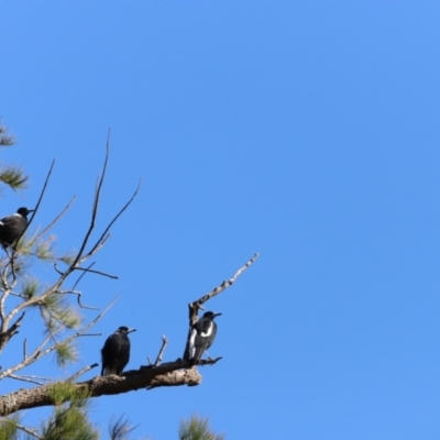 Gymnorhina tibicen (Australian Magpie) - 5 Feb 2023 by JimL