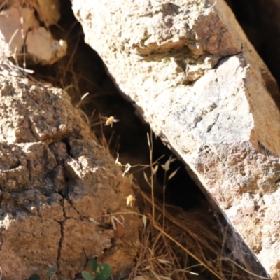 Apis mellifera (European honey bee) at Molonglo River Reserve - 4 Feb 2023 by JimL