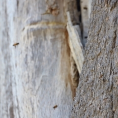 Apis mellifera (European honey bee) at Molonglo River Reserve - 4 Feb 2023 by JimL