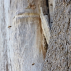 Apis mellifera (European honey bee) at Molonglo Valley, ACT - 5 Feb 2023 by JimL