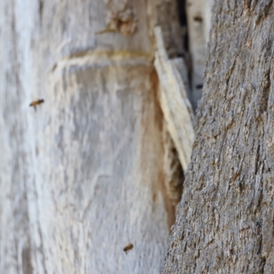 Apis mellifera (European honey bee) at Molonglo Valley, ACT - 5 Feb 2023 by JimL