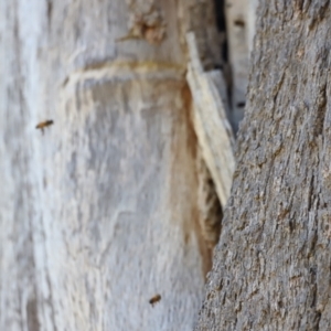 Apis mellifera at Molonglo Valley, ACT - 5 Feb 2023