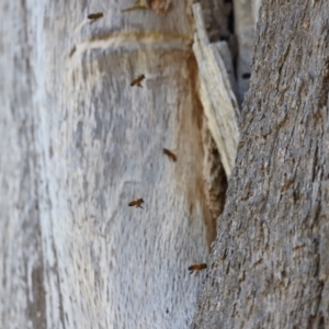 Apis mellifera at Molonglo Valley, ACT - 5 Feb 2023