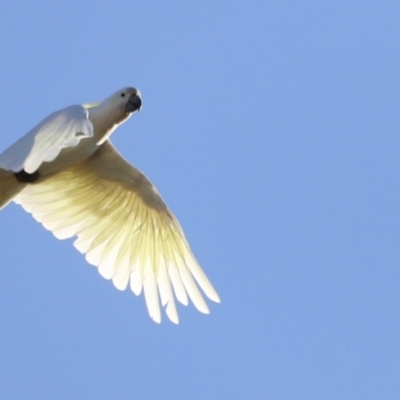 Cacatua galerita (Sulphur-crested Cockatoo) at Molonglo Valley, ACT - 4 Feb 2023 by JimL