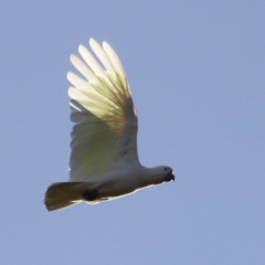 Cacatua galerita at Molonglo Valley, ACT - 5 Feb 2023