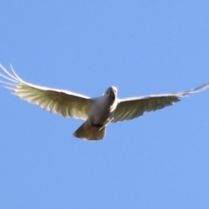 Cacatua galerita at Molonglo Valley, ACT - 5 Feb 2023