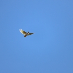 Cacatua galerita at Molonglo Valley, ACT - 5 Feb 2023