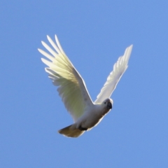 Cacatua galerita at Molonglo Valley, ACT - 5 Feb 2023