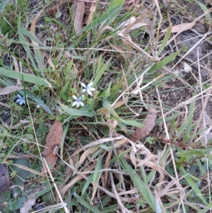 Isotoma fluviatilis subsp. australis at Fadden, ACT - 5 Feb 2023