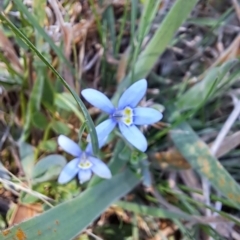 Isotoma fluviatilis subsp. australis at Fadden, ACT - 5 Feb 2023 10:16 AM