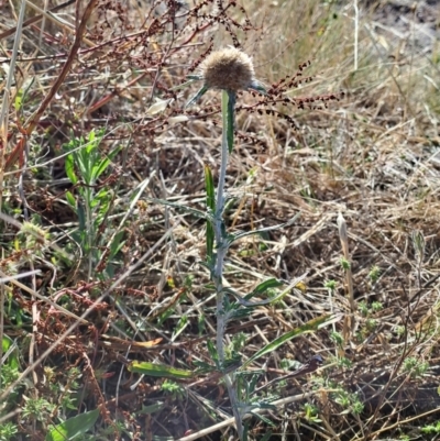 Euchiton sp. (A Cudweed) at Fadden, ACT - 5 Feb 2023 by LPadg