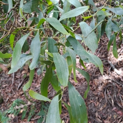 Acacia melanoxylon (Blackwood) at Rossi, NSW - 21 Jan 2023 by LoisElsiePadgham