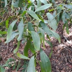 Acacia melanoxylon (Blackwood) at Rossi, NSW - 21 Jan 2023 by LoisElsiePadgham