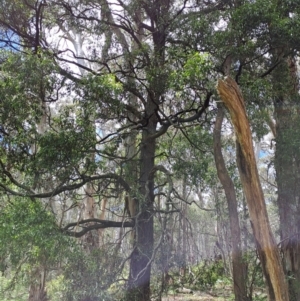 Acacia melanoxylon at Rossi, NSW - 21 Jan 2023
