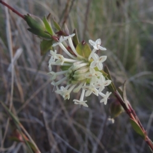 Pimelea linifolia subsp. linifolia at Theodore, ACT - 15 Oct 2022 06:33 PM