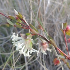 Pimelea linifolia subsp. linifolia at Theodore, ACT - 15 Oct 2022