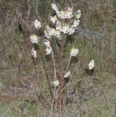 Pimelea linifolia subsp. linifolia at Theodore, ACT - 15 Oct 2022 06:33 PM