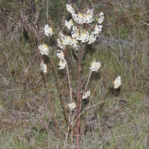 Pimelea linifolia subsp. linifolia at Theodore, ACT - 15 Oct 2022 06:33 PM