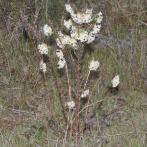 Pimelea linifolia subsp. linifolia at Theodore, ACT - 15 Oct 2022