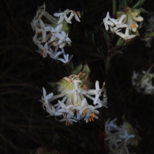 Pimelea linifolia subsp. linifolia at Theodore, ACT - 15 Oct 2022 06:33 PM