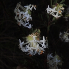 Pimelea linifolia subsp. linifolia at Theodore, ACT - 15 Oct 2022