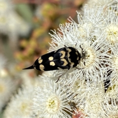 Hoshihananomia leucosticta (Pintail or Tumbling flower beetle) at Googong, NSW - 5 Feb 2023 by Wandiyali