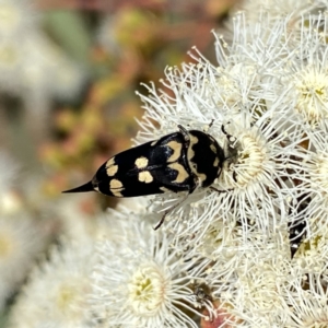 Hoshihananomia leucosticta at Googong, NSW - 5 Feb 2023