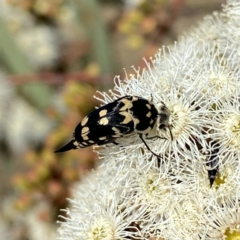 Hoshihananomia leucosticta at Googong, NSW - suppressed