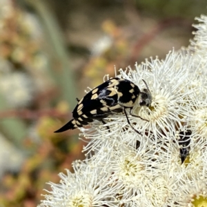 Hoshihananomia leucosticta at Googong, NSW - suppressed