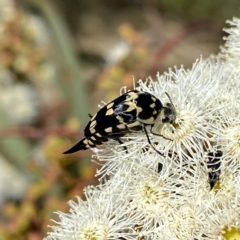 Hoshihananomia leucosticta at Googong, NSW - 5 Feb 2023