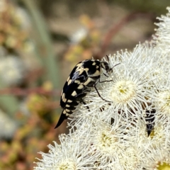 Hoshihananomia leucosticta at Googong, NSW - 5 Feb 2023